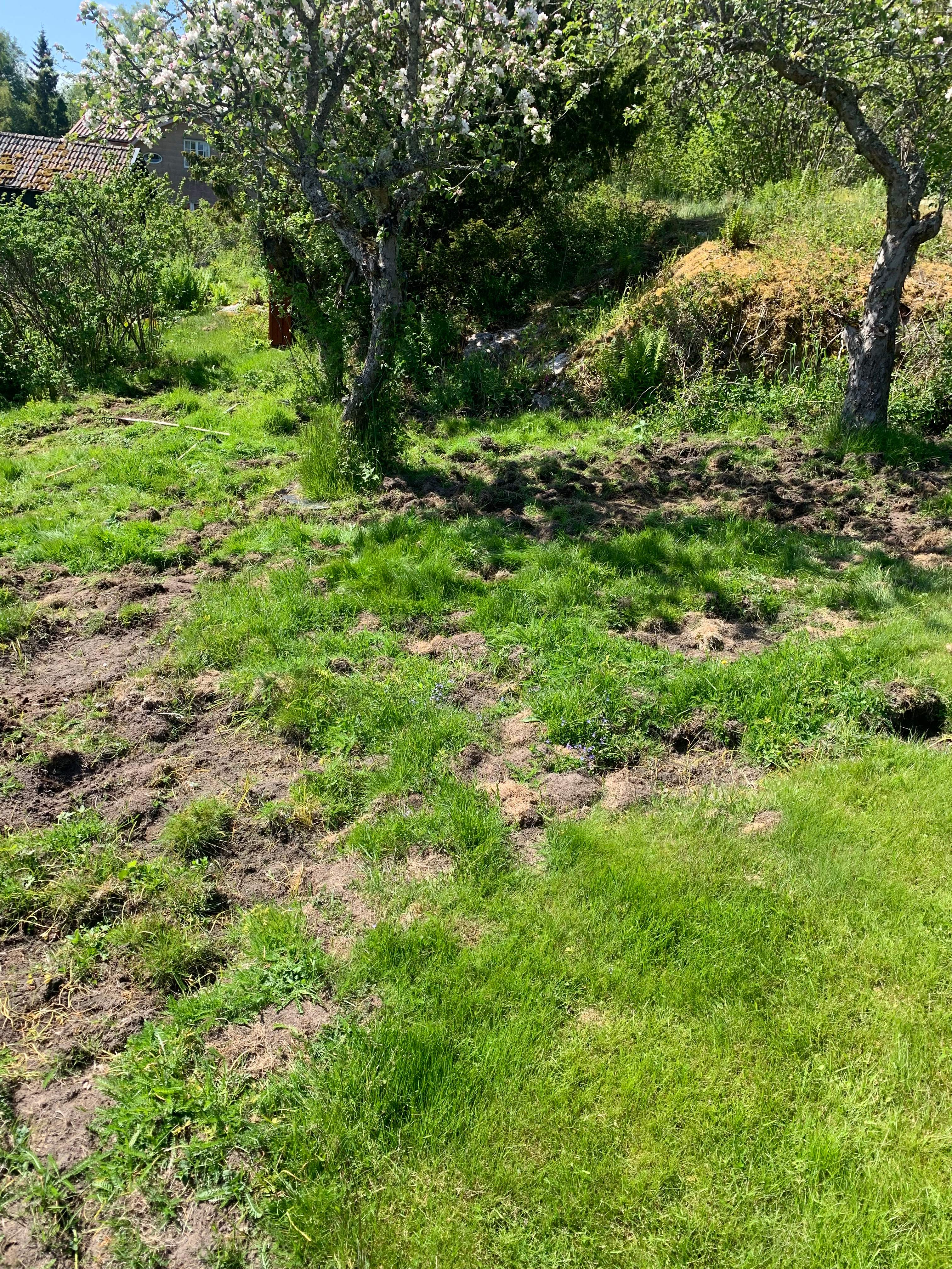 Återställning av gräsmatta